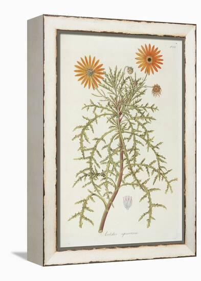 Smithsonian Libraries: Arctotis squarrosa-null-Framed Stretched Canvas