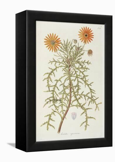 Smithsonian Libraries: Arctotis squarrosa-null-Framed Stretched Canvas