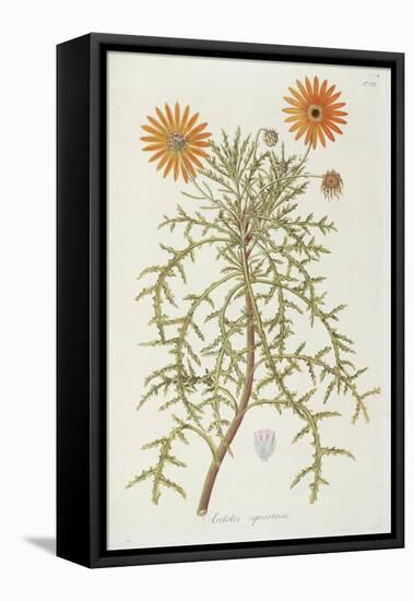 Smithsonian Libraries: Arctotis squarrosa-null-Framed Stretched Canvas