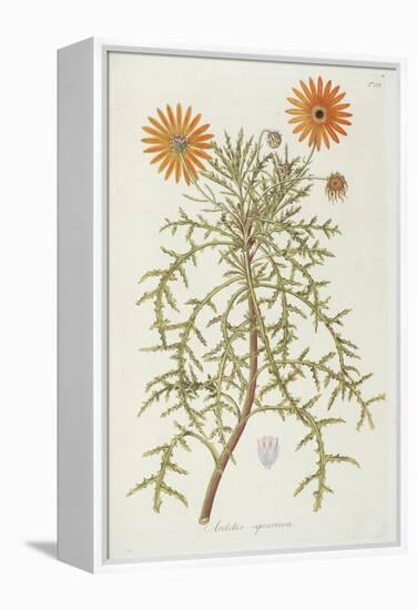 Smithsonian Libraries: Arctotis squarrosa-null-Framed Stretched Canvas