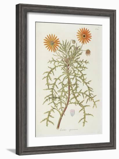 Smithsonian Libraries: Arctotis squarrosa-null-Framed Art Print