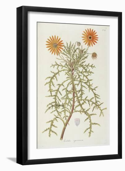 Smithsonian Libraries: Arctotis squarrosa-null-Framed Art Print