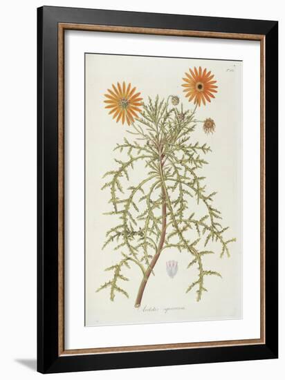 Smithsonian Libraries: Arctotis squarrosa-null-Framed Art Print