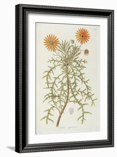 Smithsonian Libraries: Arctotis squarrosa-null-Framed Art Print