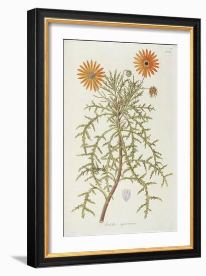 Smithsonian Libraries: Arctotis squarrosa-null-Framed Art Print