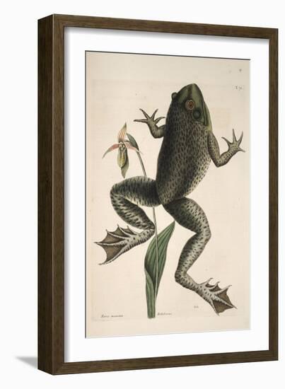 Smithsonian Libraries: The Bull Frog by Mark Catesby-null-Framed Art Print