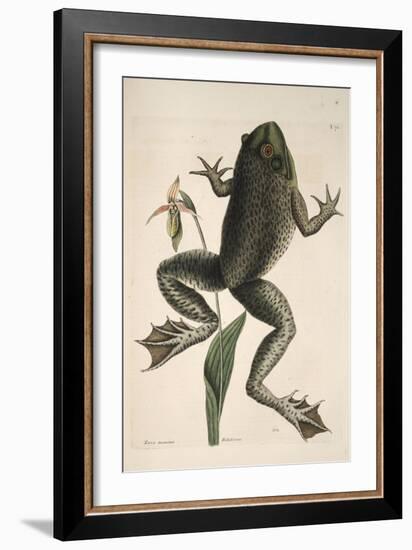 Smithsonian Libraries: The Bull Frog by Mark Catesby-null-Framed Art Print