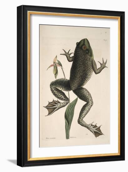 Smithsonian Libraries: The Bull Frog by Mark Catesby-null-Framed Art Print