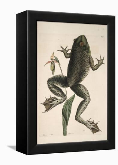 Smithsonian Libraries: The Bull Frog by Mark Catesby-null-Framed Stretched Canvas