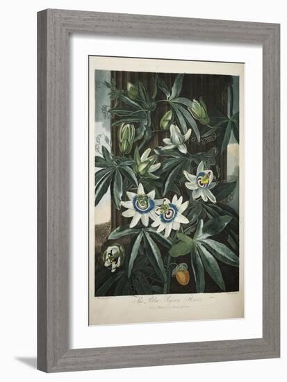 Smithsonian Libraries: The Common Blue Passion Flower by Robert John Thornton-null-Framed Art Print