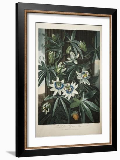 Smithsonian Libraries: The Common Blue Passion Flower by Robert John Thornton-null-Framed Art Print