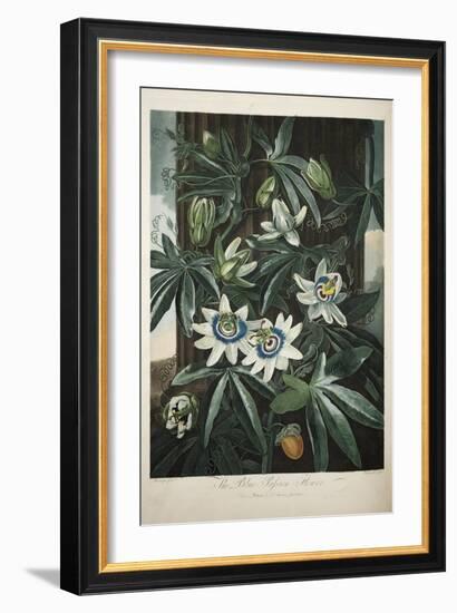 Smithsonian Libraries: The Common Blue Passion Flower by Robert John Thornton-null-Framed Art Print