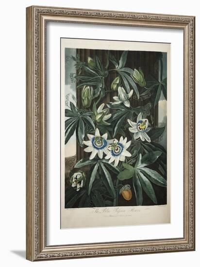 Smithsonian Libraries: The Common Blue Passion Flower by Robert John Thornton-null-Framed Premium Giclee Print