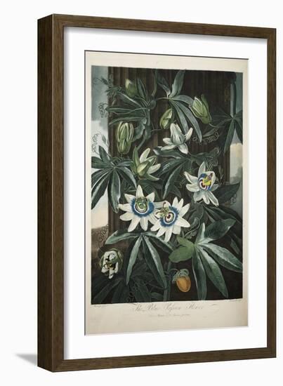 Smithsonian Libraries: The Common Blue Passion Flower by Robert John Thornton-null-Framed Premium Giclee Print