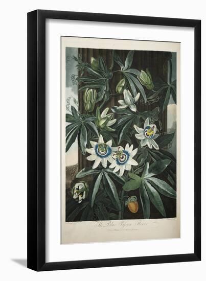 Smithsonian Libraries: The Common Blue Passion Flower by Robert John Thornton-null-Framed Premium Giclee Print