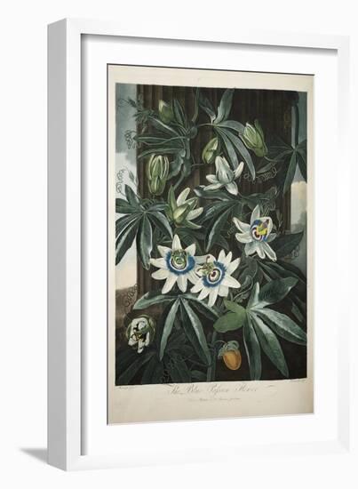 Smithsonian Libraries: The Common Blue Passion Flower by Robert John Thornton-null-Framed Premium Giclee Print