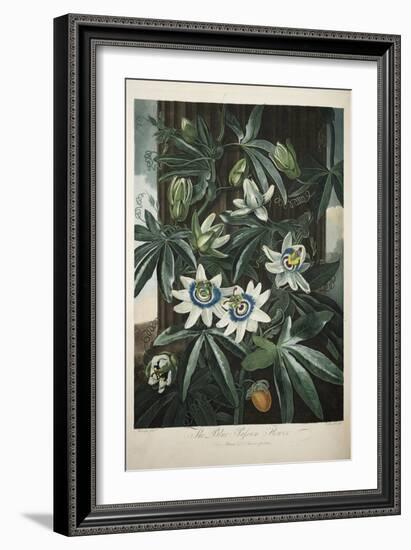 Smithsonian Libraries: The Common Blue Passion Flower by Robert John Thornton-null-Framed Premium Giclee Print