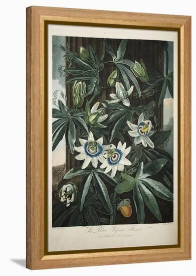 Smithsonian Libraries: The Common Blue Passion Flower by Robert John Thornton-null-Framed Stretched Canvas