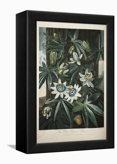 Smithsonian Libraries: The Common Blue Passion Flower by Robert John Thornton-null-Framed Stretched Canvas