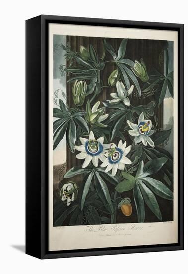 Smithsonian Libraries: The Common Blue Passion Flower by Robert John Thornton-null-Framed Stretched Canvas