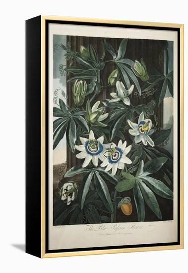 Smithsonian Libraries: The Common Blue Passion Flower by Robert John Thornton-null-Framed Stretched Canvas