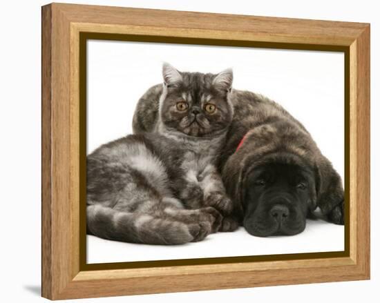 Smoke Exotic Kitten Curled up with Sleeping Brindle English Mastiff Puppy-Jane Burton-Framed Premier Image Canvas