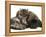 Smoke Exotic Kitten Curled up with Sleeping Brindle English Mastiff Puppy-Jane Burton-Framed Premier Image Canvas