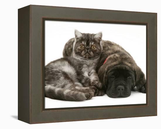 Smoke Exotic Kitten Curled up with Sleeping Brindle English Mastiff Puppy-Jane Burton-Framed Premier Image Canvas