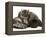 Smoke Exotic Kitten Curled up with Sleeping Brindle English Mastiff Puppy-Jane Burton-Framed Premier Image Canvas