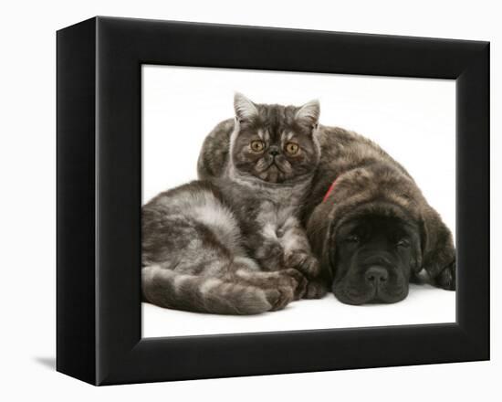 Smoke Exotic Kitten Curled up with Sleeping Brindle English Mastiff Puppy-Jane Burton-Framed Premier Image Canvas