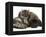 Smoke Exotic Kitten Curled up with Sleeping Brindle English Mastiff Puppy-Jane Burton-Framed Premier Image Canvas