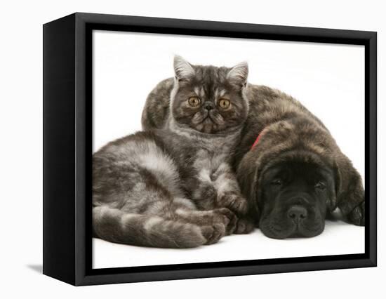 Smoke Exotic Kitten Curled up with Sleeping Brindle English Mastiff Puppy-Jane Burton-Framed Premier Image Canvas