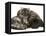 Smoke Exotic Kitten Curled up with Sleeping Brindle English Mastiff Puppy-Jane Burton-Framed Premier Image Canvas
