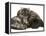 Smoke Exotic Kitten Curled up with Sleeping Brindle English Mastiff Puppy-Jane Burton-Framed Premier Image Canvas