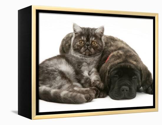 Smoke Exotic Kitten Curled up with Sleeping Brindle English Mastiff Puppy-Jane Burton-Framed Premier Image Canvas