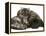 Smoke Exotic Kitten Curled up with Sleeping Brindle English Mastiff Puppy-Jane Burton-Framed Premier Image Canvas