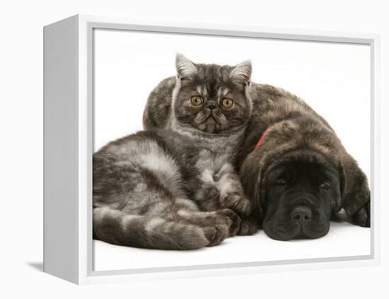 Smoke Exotic Kitten Curled up with Sleeping Brindle English Mastiff Puppy-Jane Burton-Framed Premier Image Canvas