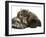 Smoke Exotic Kitten Curled up with Sleeping Brindle English Mastiff Puppy-Jane Burton-Framed Photographic Print