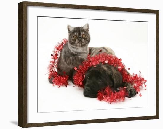 Smoke Exotic Kitten with Brindle English Mastiff Puppy Wrapped with Christmas Tinsel-Jane Burton-Framed Photographic Print