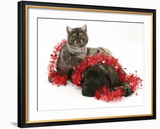 Smoke Exotic Kitten with Brindle English Mastiff Puppy Wrapped with Christmas Tinsel-Jane Burton-Framed Photographic Print