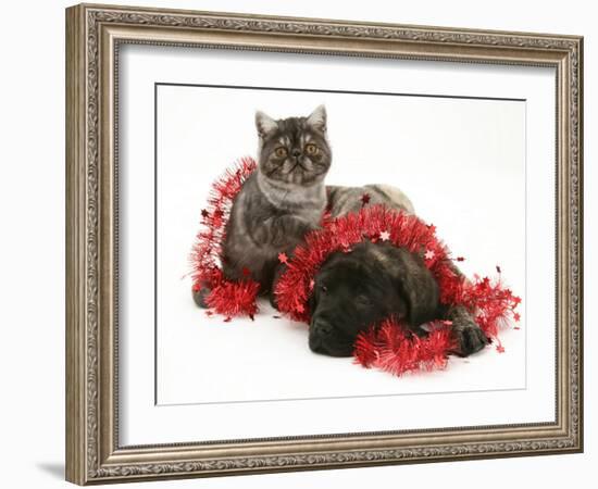 Smoke Exotic Kitten with Brindle English Mastiff Puppy Wrapped with Christmas Tinsel-Jane Burton-Framed Photographic Print