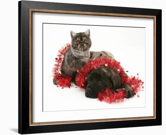 Smoke Exotic Kitten with Brindle English Mastiff Puppy Wrapped with Christmas Tinsel-Jane Burton-Framed Photographic Print