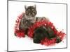 Smoke Exotic Kitten with Brindle English Mastiff Puppy Wrapped with Christmas Tinsel-Jane Burton-Mounted Photographic Print