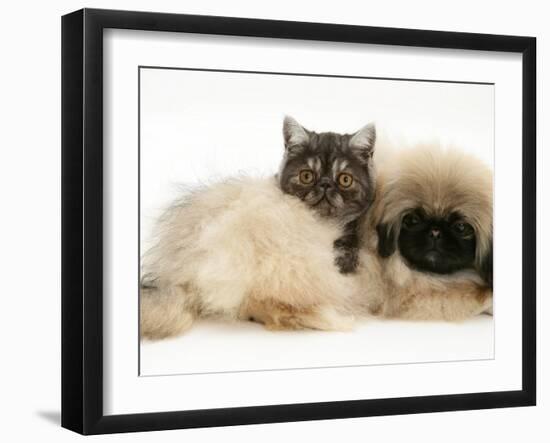 Smoke Exotic Kitten with Pekingese Puppy-Jane Burton-Framed Photographic Print