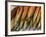 Smoked Mackerel, Bergen's Fish Market, Norway-Russell Young-Framed Photographic Print