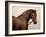 Smokey-Sydney Edmunds-Framed Giclee Print