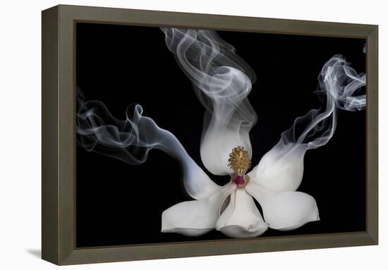 Smoking Magnolia-Lori Hutchison-Framed Premier Image Canvas