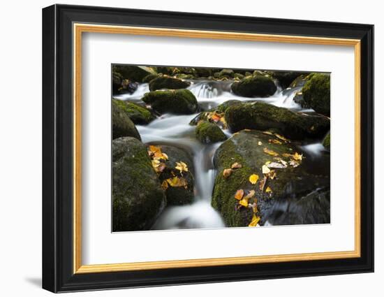 Smoky Mountain National Park, Tennessee: a Small Stream Flowing in Roaring Forks-Brad Beck-Framed Photographic Print