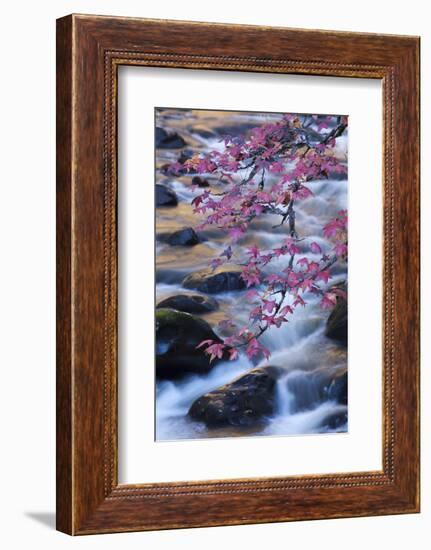 Smoky Mountains National Park, Fall Foliage at a Mountain Stream-Joanne Wells-Framed Photographic Print