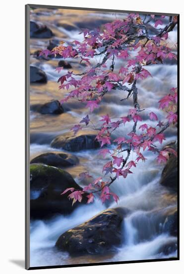 Smoky Mountains National Park, Fall Foliage at a Mountain Stream-Joanne Wells-Mounted Photographic Print